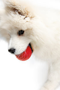 Dog Treat Ball*Red*
