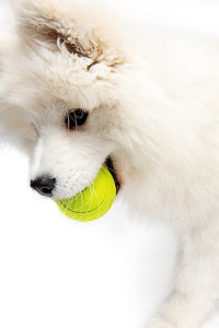 Dog Treat Ball*Yellow*